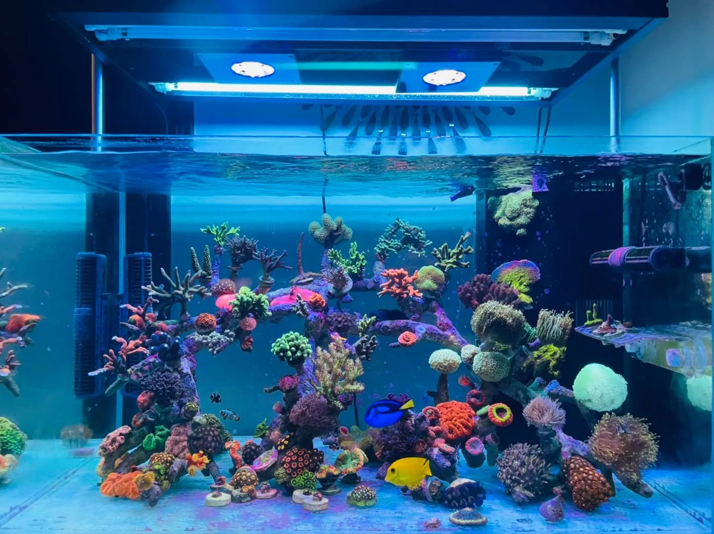 Bể san hô cá biển đẹp của anh Thắng - Khương Trung (Setup by Soha aqua)
