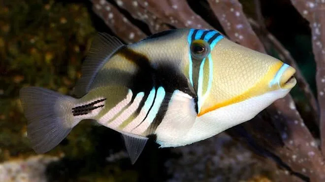 Humu Picasso Triggerfish – Bay Bridge Aquarium