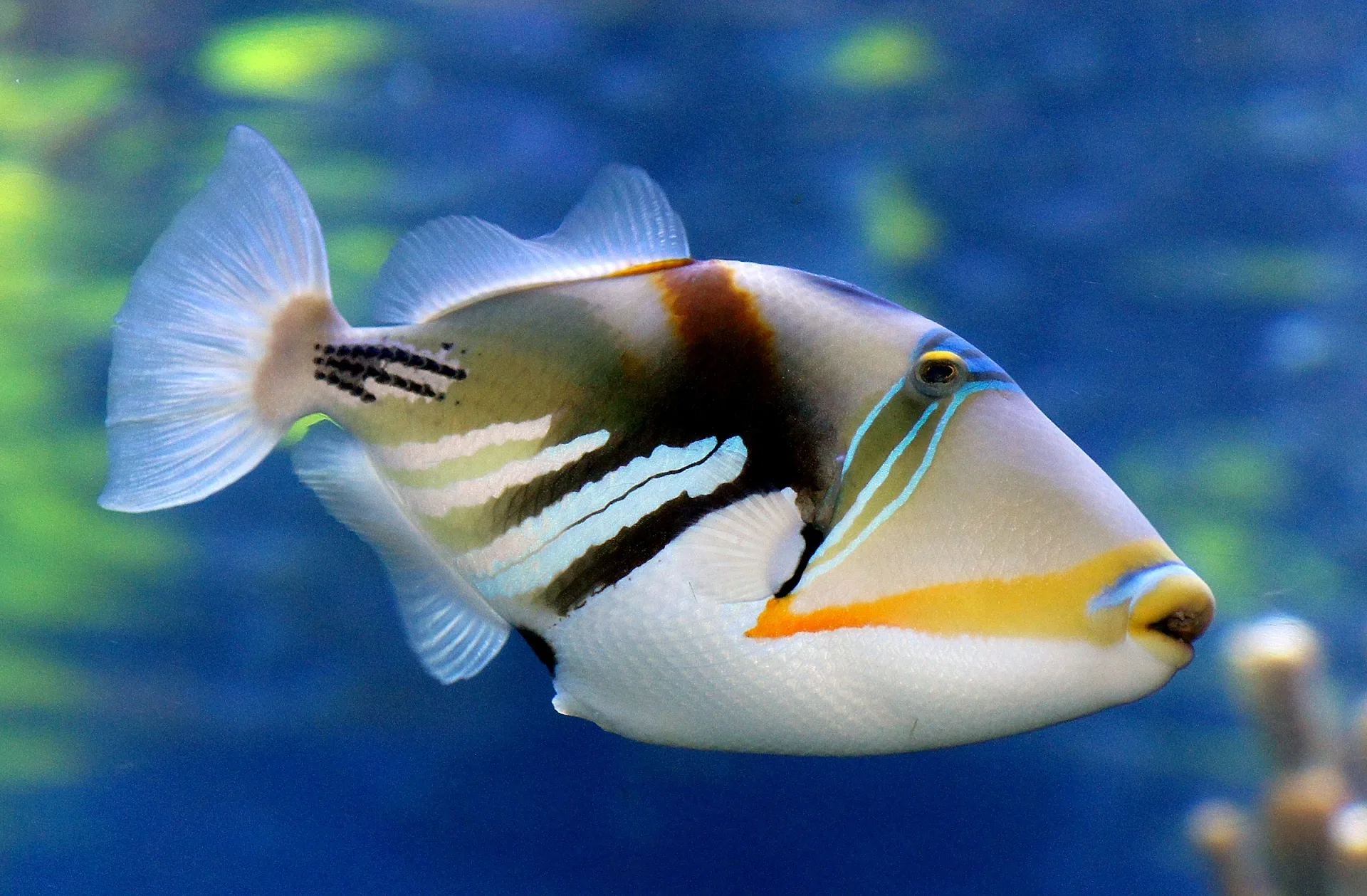 Cá bò Picasso - Picasso Triggerfish
