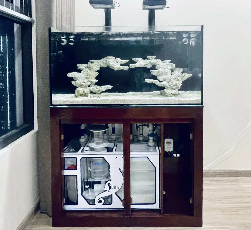 362288378_733885758747667_4269072966378033693_n Full bộ cá biển 100cm - sump acrylic - hình 3