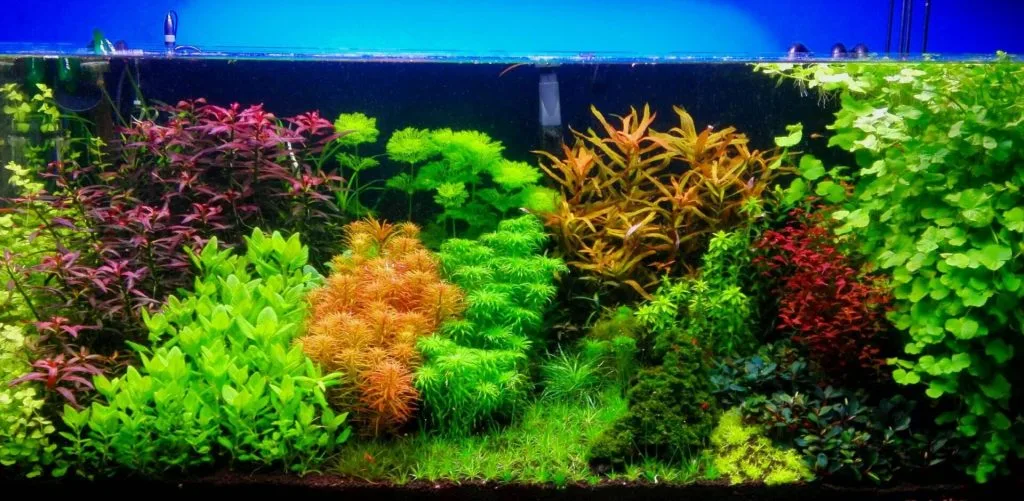 duy trì bể thủy sinh đôi khi còn khó hơn bể san hô