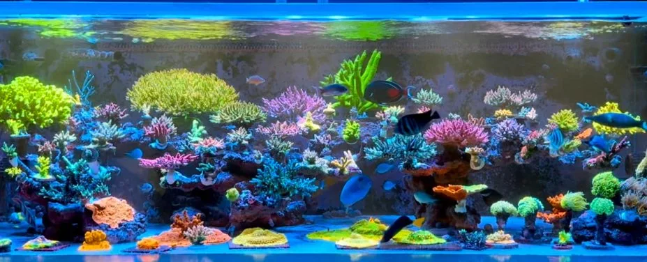 Thiết kế bể cá biển Thiết kế bể cá biển