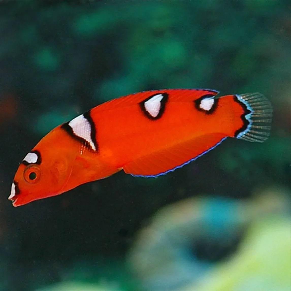 Cá Mó Hề (Mó Đèn) - Red Coris Wrasse: Viên Ngọc Lấp Lánh
