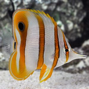 Cá Đào Học Trò (Copperband Butterflyfish): Vẻ đẹp tinh tế hấp dẫn