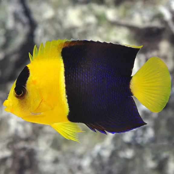 20190903_ZpkNOsjbDXVKXQQithPVcIWY Cá Hà Mỹ Nhân (Bicolor Angelfish)