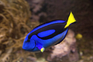 Cá Nẻ Xanh - Dory (Blue Tang): "Viên ngọc bích" sống động