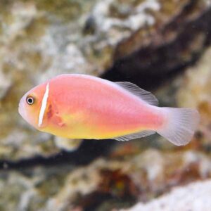 Cá Hề Hồng (Pink Skunk Clownfish): Đậm nét duyên dáng
