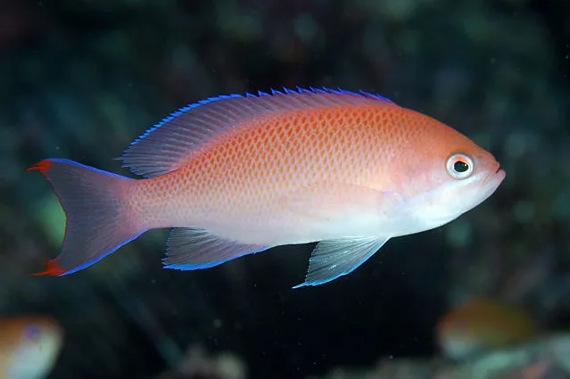 Cá Thia Hồng – Anthias 2 Cá Thia Hồng (Dispar Anthias) – Nét Chấm Phá Rực Rỡ