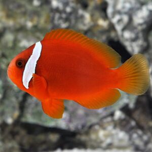 Hề Cà Chua (Tomato Clownfish) – Sắc Đỏ Nổi Bật Cho Bể Cá