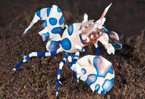 Harlequin-Shrimp Tôm Bông - Harlequin Shrimp