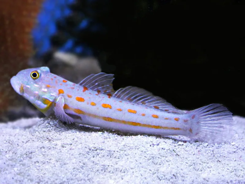 b1bfcbd-valenciennea-puellaris- Cá Bống Kim Cương (Valenciennea puellaris)