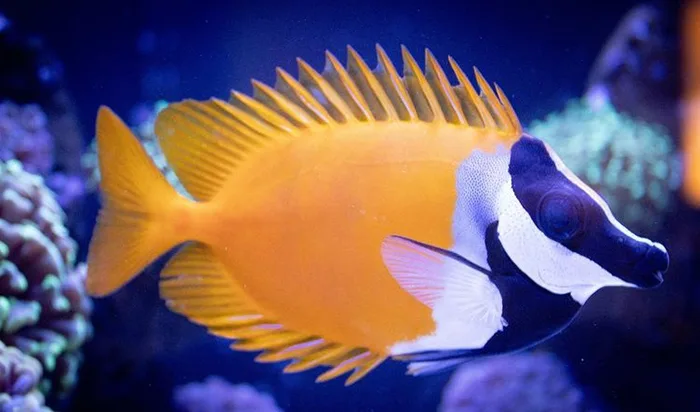 Cá Cảnh Biển Tu Hú Vàng Foxface Lo Cá Tu Hú Vàng (Foxface Rabbitfish)