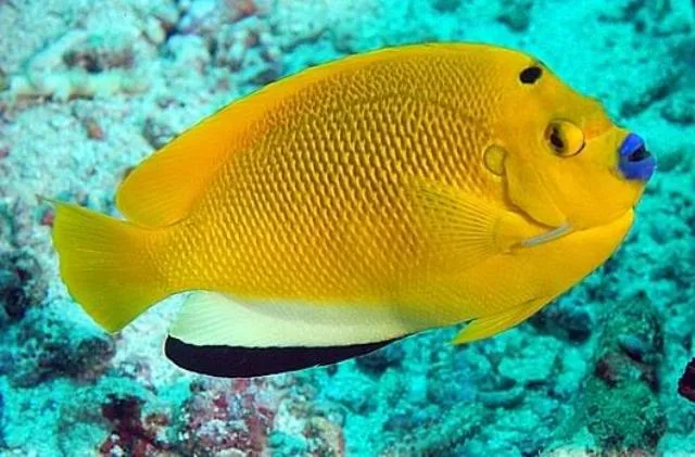 Cá Hoàng Yến (Flagfin Angelfish): Nét quý phái cho bể cá của bạn