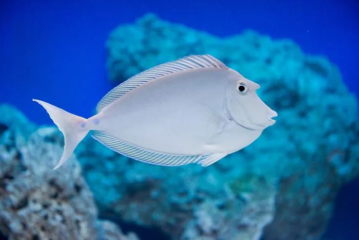 Cá Unicorn Tang Gai Xanh (Bluespine Unicorn Tang) 