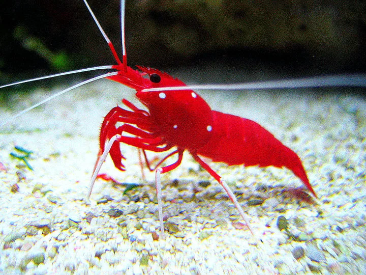 fireshrimp_2nd Tôm Y Tá (Blood Red Fire Shrimp) - "Y Tá" Tận Tâm