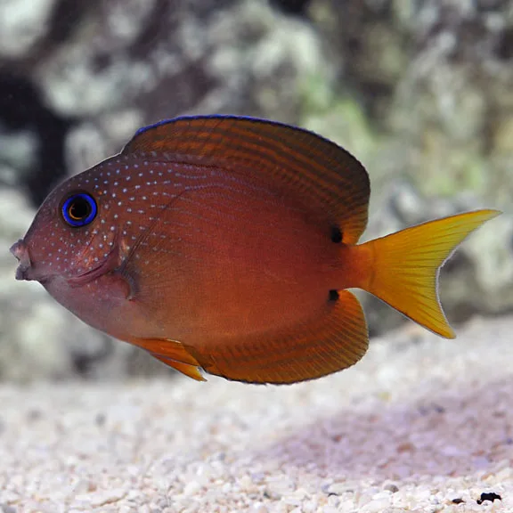 Cá Bê Nâu Đuôi Vàng (Two Spot Bristletooth Tang)