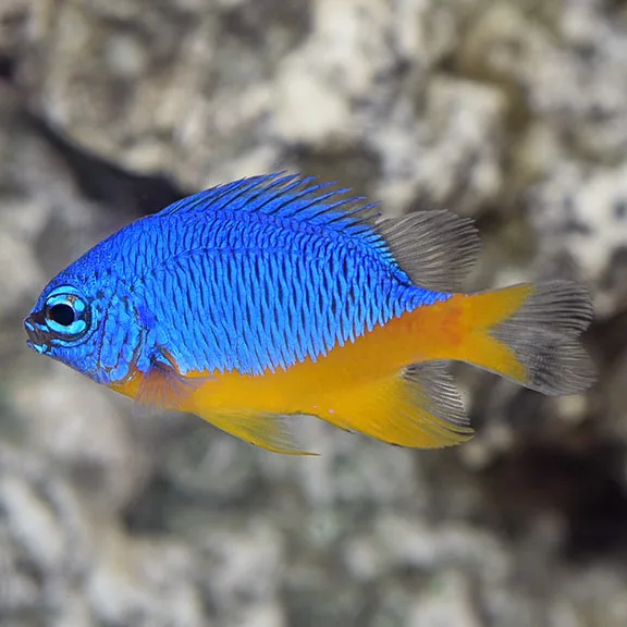 lg79944AzureDamselfish Thia Xanh Bụng Vàng (Azure Damselfish)
