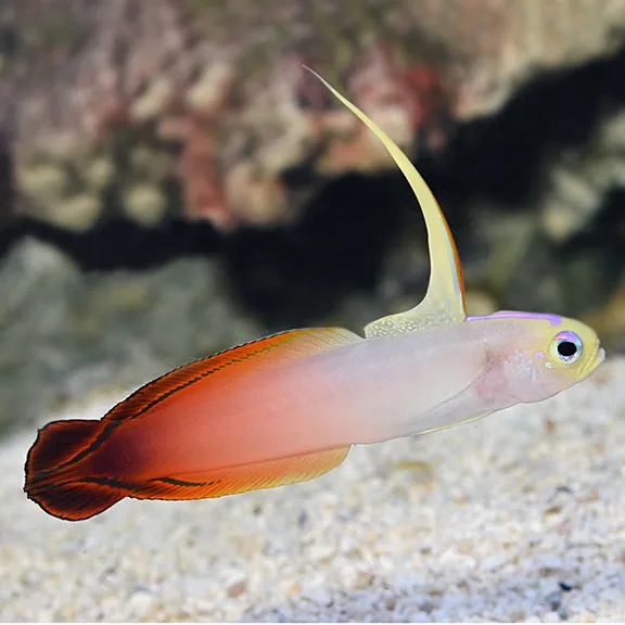 lg_71133_Firefish Cá Bống Cờ Lửa (Firefish)
