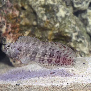 Cá Bống Ăn Rêu (Sailfin/Algae Blenny): "Robot Dọn Dẹp" Biển Cả