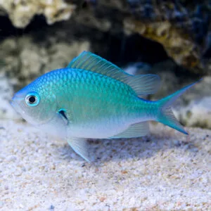 Cá Thia Xanh Lá Mạ (Blue Green Chromis): Điểm nhấn lấp lánh