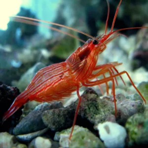 Tôm Bạc Hà (Peppermint Shrimp) - Vị Khách Nhỏ Bé Đa Năng