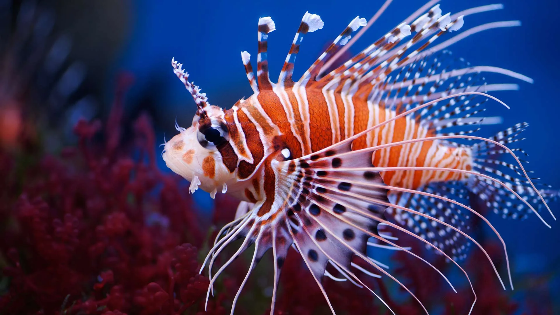 shutterstock_46343671 Cá Mao Tiên (Lionfish)